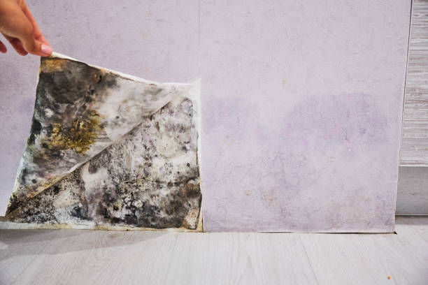 Best Commercial Mold Remediation in Hopatcong, NJ